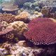 Red coral, Acropora millepora, in Palau.
